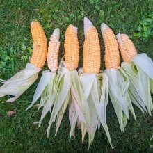 Zelenina ve výživě papoušků