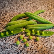 Zelenina ve výživě papoušků