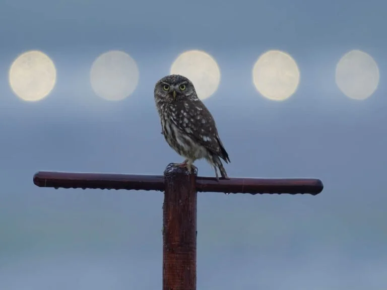 Berličky nahrazují dříve běžné solitérní stromy a pomáhají sýčkům k efektivnějšímu lovu potravy.