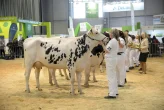 Národní holštýnský šampionát bude v Lysé nad Labem
