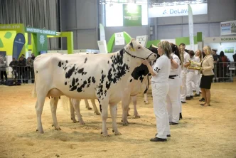 Národní holštýnský šampionát bude v Lysé nad Labem