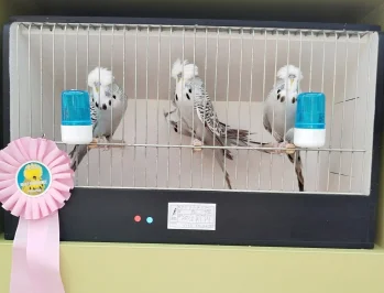 59. speciální výstava andulek v Pražské botanické zahradě