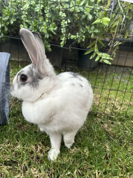 Lalok u králíka: přirozený znak samice, zásoba tuku, nebo exteriérová vada?