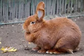 Lalok u králíka: přirozený znak samice, zásoba tuku, nebo exteriérová vada?