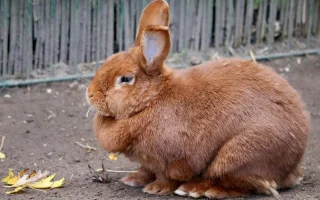 Lalok u králíka: přirozený znak samice, zásoba tuku, nebo exteriérová vada?