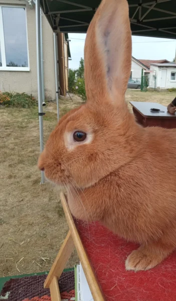 Lalok u králíka: přirozený znak samice, zásoba tuku, nebo exteriérová vada?
