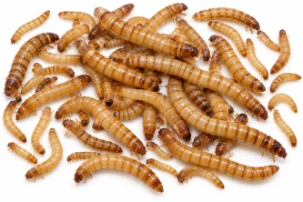 Jak výživa ovlivňuje nutriční hodnotu potemníka moučného