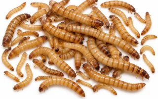 Jak výživa ovlivňuje nutriční hodnotu potemníka moučného
