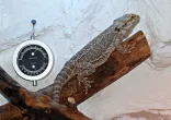 Teplota v teráriu: správné měření a nastavení termostatu