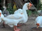 Husa lví (lion goose) – pozoruhodný obr z jižní Číny