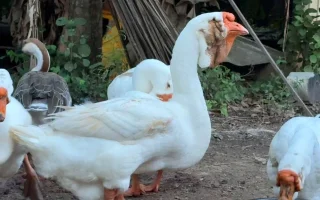 Husa lví (lion goose) – pozoruhodný obr z jižní Číny