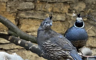 Křepel kalifornský – chocholatý elegán severoamerické přírody