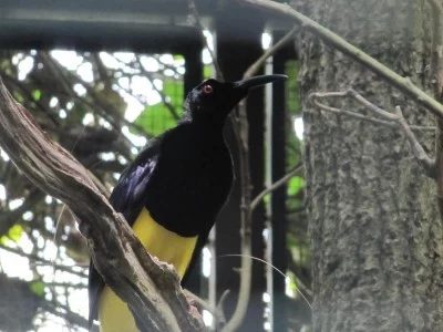 Rajka dvanáctiperá (Seleucidis melanoleucus)