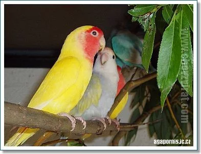 Agapornis růžohrdlý (Agapornis roseicollis)