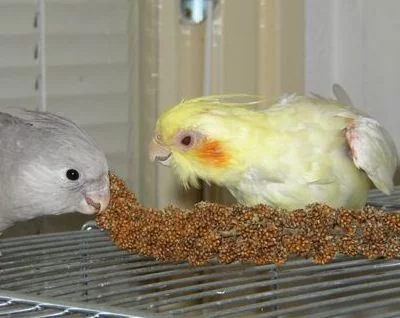 Miky a James - bitva o koryto