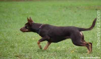 Australská kelpie a její zručnosti v pasení