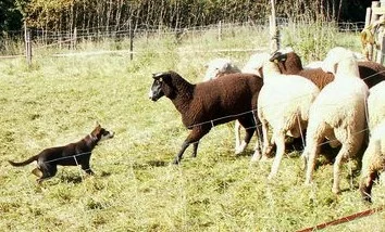 Australská kelpie a její zručnosti v pasení