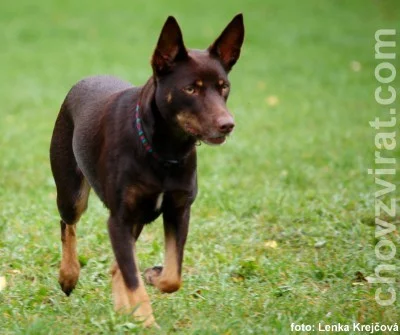 Australská kelpie a její zručnosti v pasení