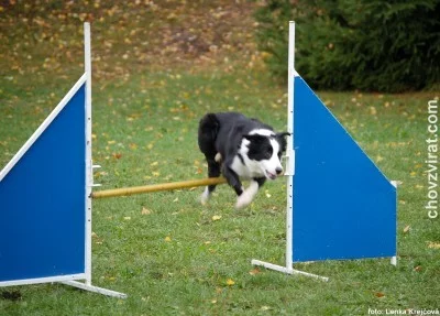 Ukázka agility