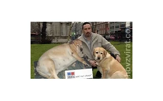 Obezita domácích mazlíčků