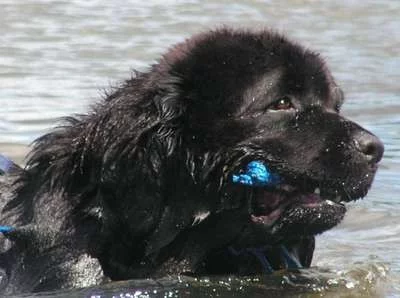 Dysplazie kyčelního kloubu a plavání