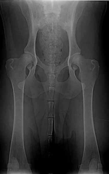 Dysplazie kyčelního kloubu a plavání