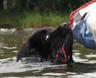 Dysplazie kyčelního kloubu a plavání