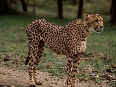 Gepard