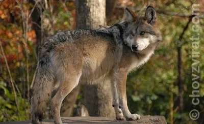 Vlk v Krkonoších