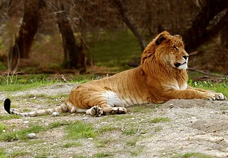 Liger - kříženec lva a tygra