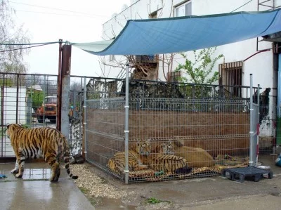 Oáza sibiřských tygrů