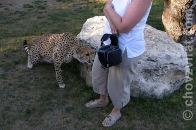 Mé setkání s chovatelkou šelem, paní Jüttnerovou