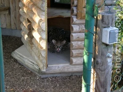 Mé setkání s chovatelkou šelem, paní Jüttnerovou