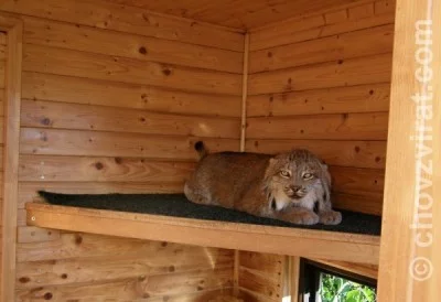 Mé setkání s chovatelkou šelem, paní Jüttnerovou
