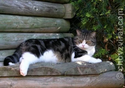 Mé setkání s chovatelkou šelem, paní Jüttnerovou