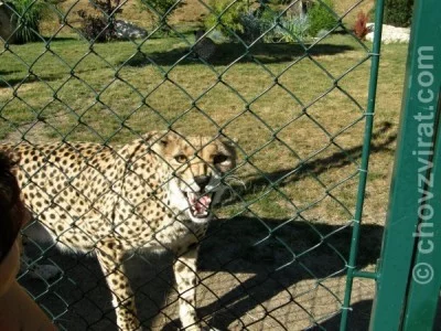 Mé setkání s chovatelkou šelem, paní Jüttnerovou