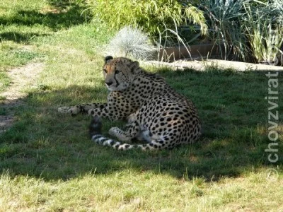 Mé setkání s chovatelkou šelem, paní Jüttnerovou