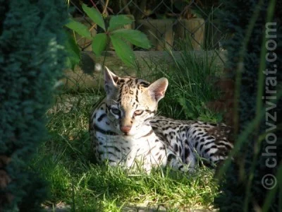 Mé setkání s chovatelkou šelem, paní Jüttnerovou