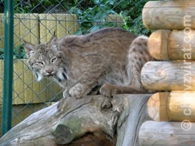 Mé setkání s chovatelkou šelem, paní Jüttnerovou