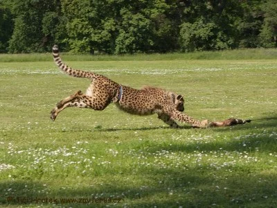 Gepard ve skoku