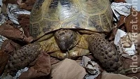 Zimování suchozemských želv - hibernace