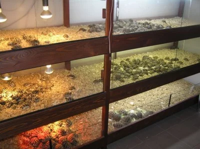 Takto mohou vypadat terária pro mladé želvy. Ozdobenější, vzhledem k počtu želv, terária mít nemohu. Fantazii se ale meze nekladou.