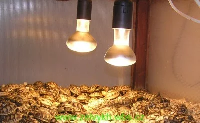 Žárovky na vytápění terárií. Vytápí se pouze jedna strana, tak aby na druhé straně terária bylo chladněji.