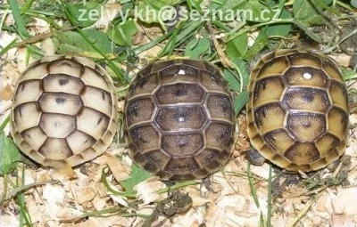 Myslím, že želvičkám to na obyčejných hoblinách náramně sluší.