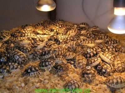 Chov suchozemských želv - vnitřní terária