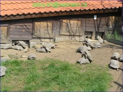 Chov suchozemských želv - venkovní výběhy