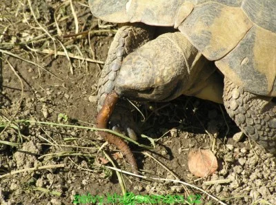 Potrava suchozemských želv