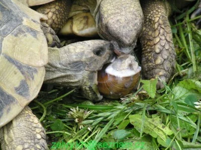 Potrava suchozemských želv