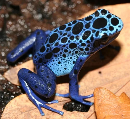 Dendrobates azureus - pralesnička azurová. Jak už její název napovídá, tato žabka září azurovou modří
