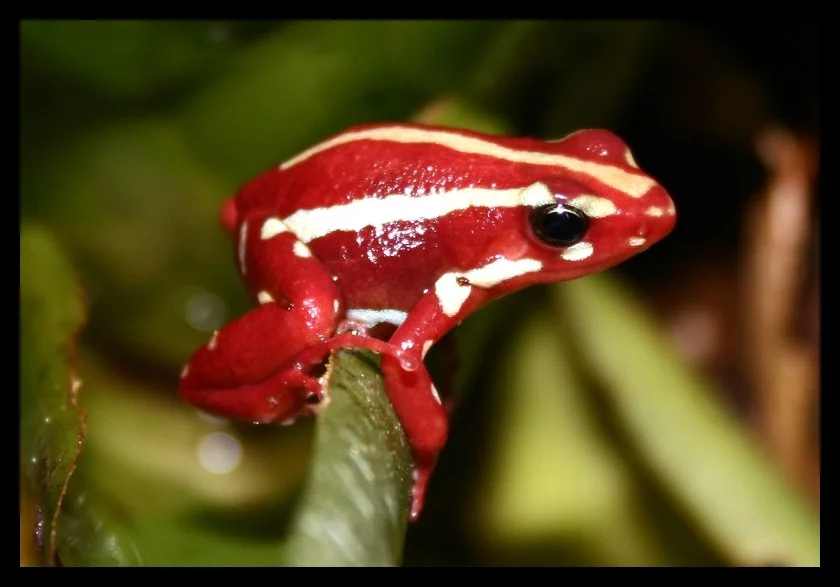 Epipedobates tricolor - pralesnička tříbarevná. Podélné pruhování je častým motivem žabek čeledi Dendrobatidae